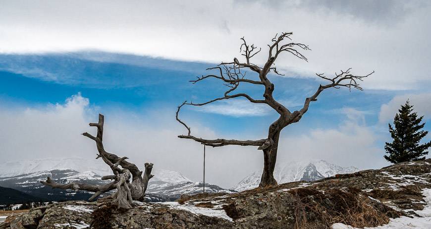 The Burmis tree seen on a winter road trip in Alberta