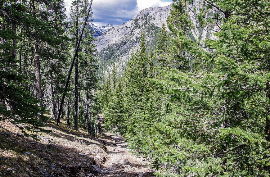 The Baldy Pass trail in summer