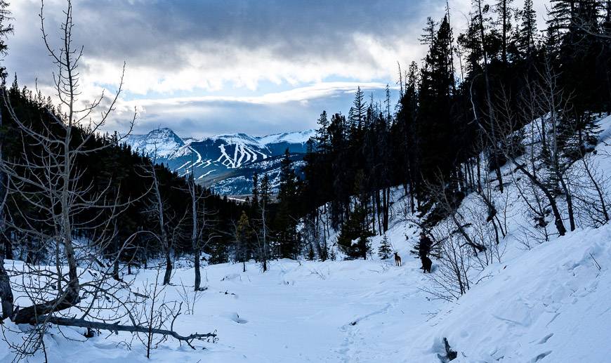 Looking down towards the Nakiska Ski Resort