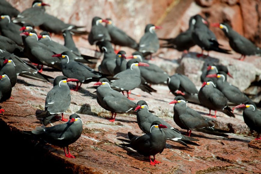 The Inca Tern