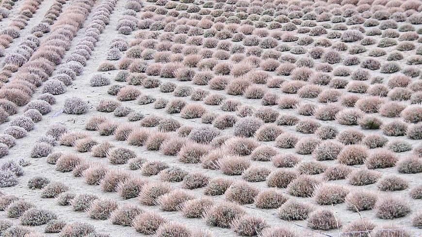 Can you imagine how pretty the lavender fields are in summer in the Cowichan Valley?