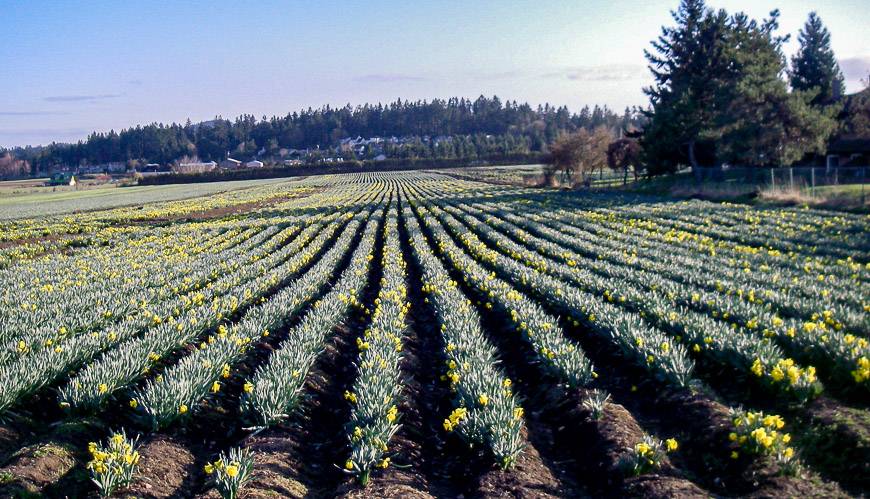 I love biking in spring when you can see fields of daffodils 