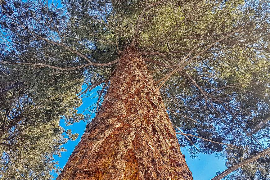 Saw many a grand tree while snowshoeing in the Pyramid Lake area