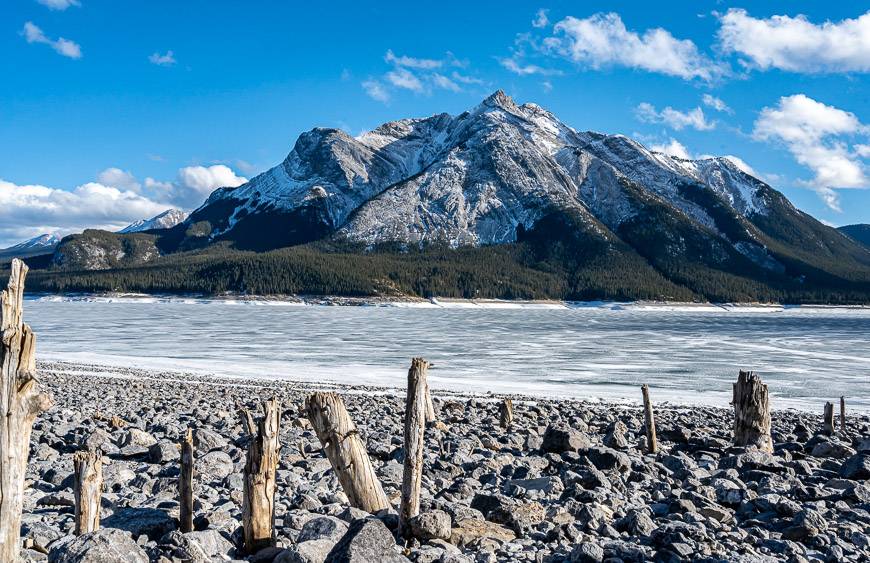 Stumps of trees leftover from the days before the dam on Abraham Lake