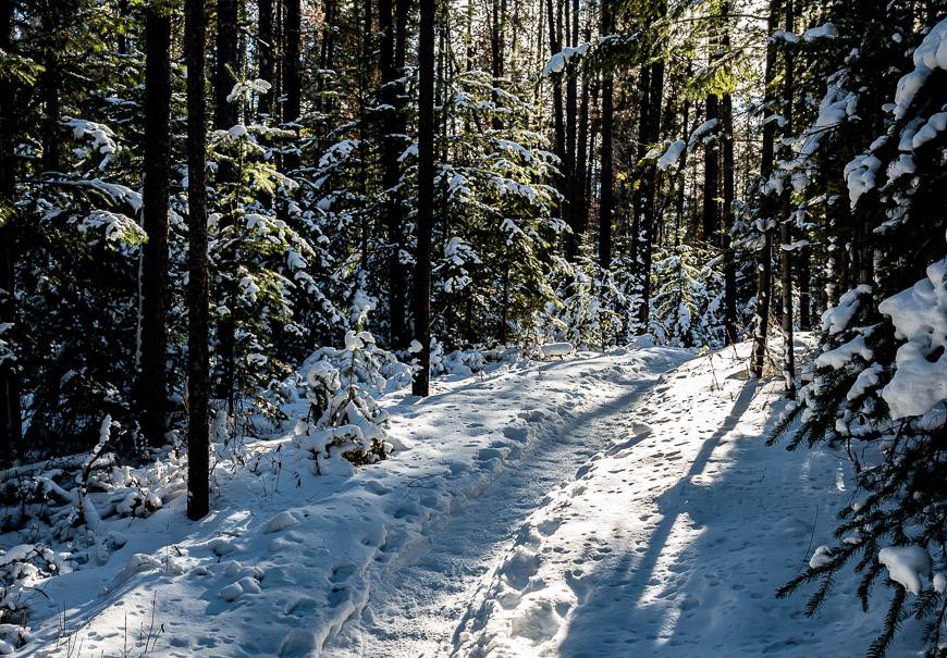 The woods around the Pyramid Bench are especially pretty for snowshoeing