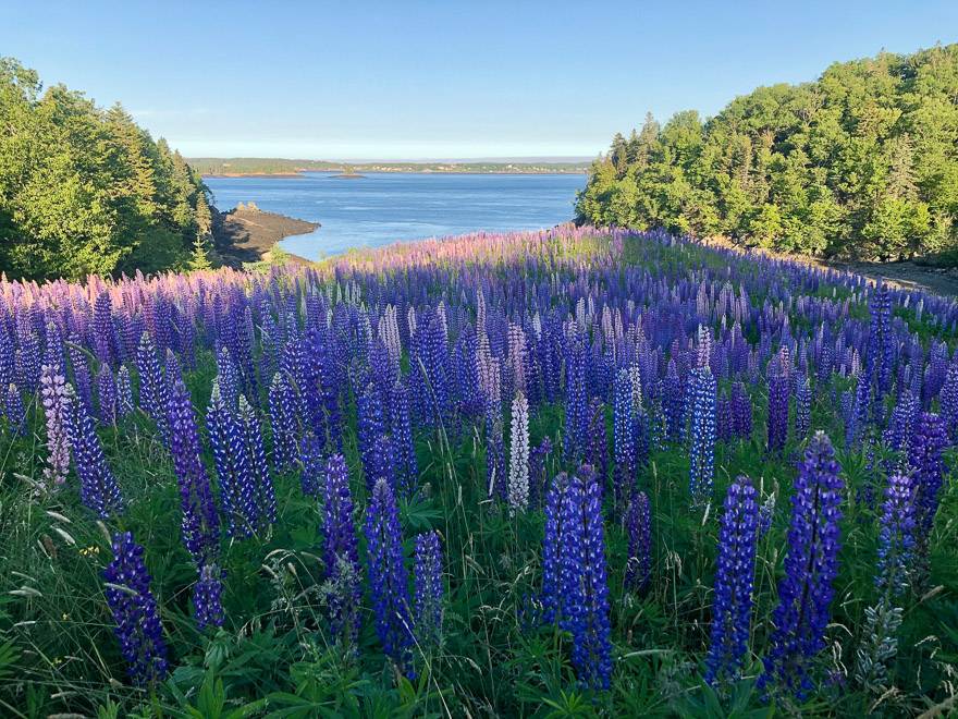 A mass of lupines on Deer Island