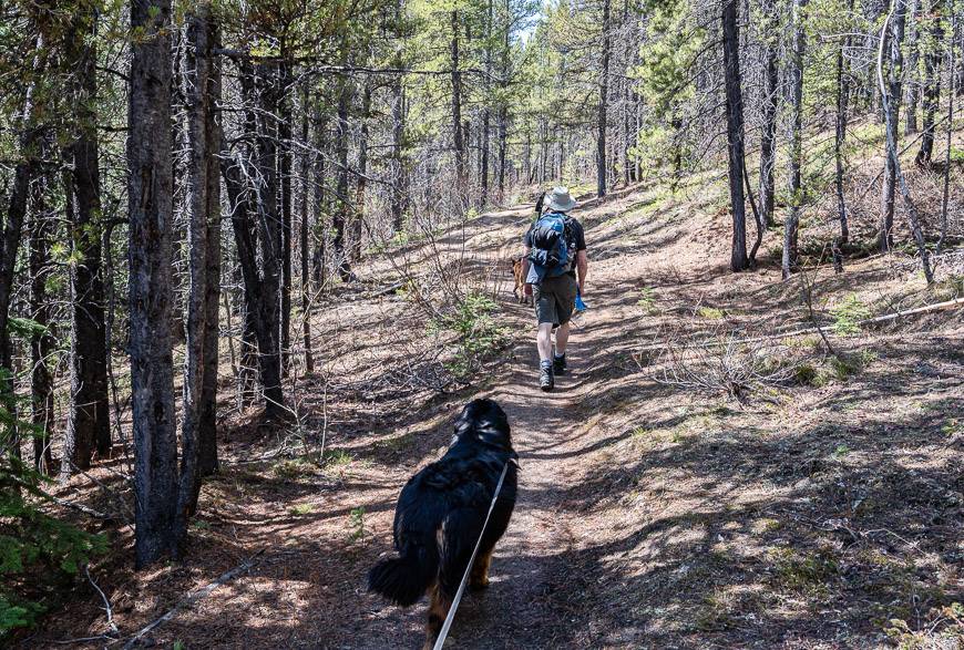 Heading gently up through pine scented woods