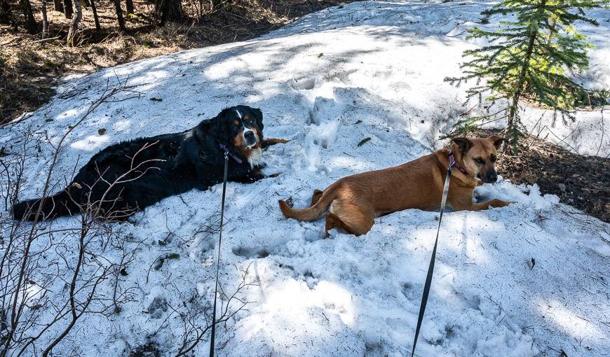 The dogs stop at every single snow patch 