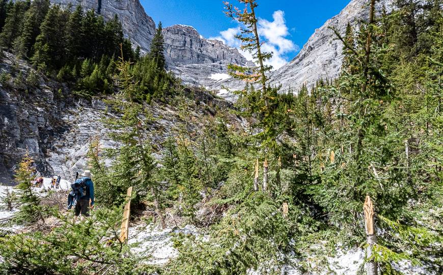 The avalanche snapped the trees like matchsticks