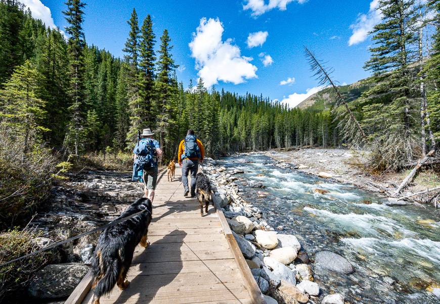 This is a great hike for dogs as there is lots of water