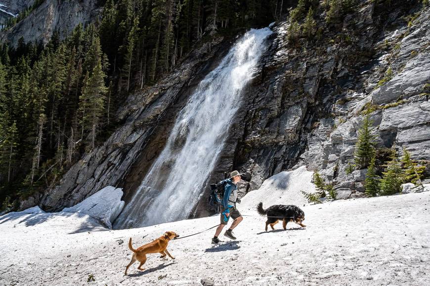 John heading for a better view with Rosie the Bernese and Mila from Mexico