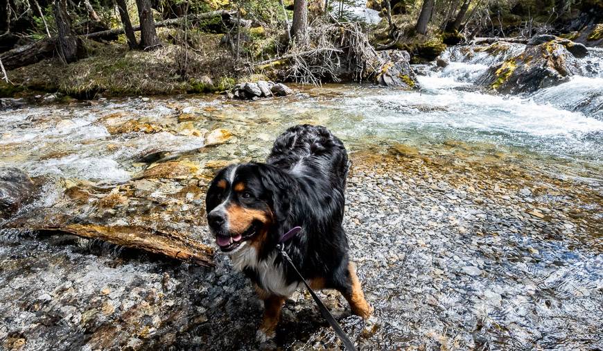 When you wear a fur coat on a 21 km hike, it's a treat to cool off in the creek