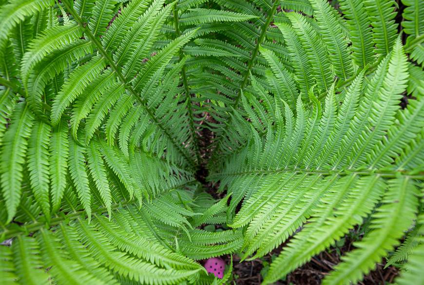 We stopped on one island in the river to see ostrich ferns as tall as an adult man