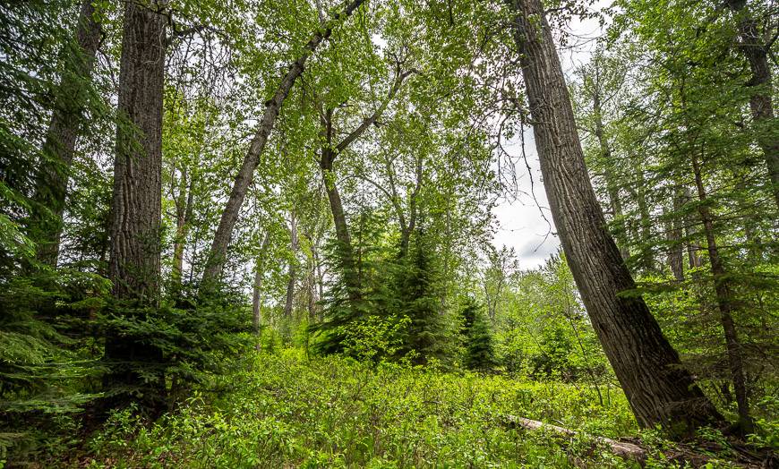 A stop on an island revealed massive poplar trees- remnants of old growth Boreal forest