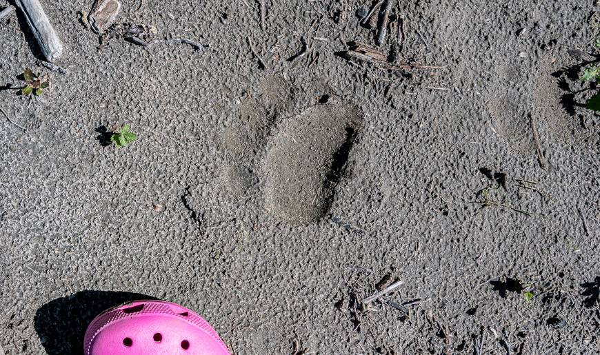 I didn't see a bear but saw tracks and more bear poop on a hike to the Howse River than I've seen in my life