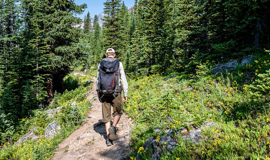 In mid-July yellow arnica lines the trail to Eiffel Lake