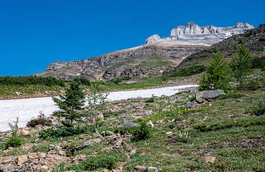 Large patches of snow and wildflowers as you look up to Eiffel Peak