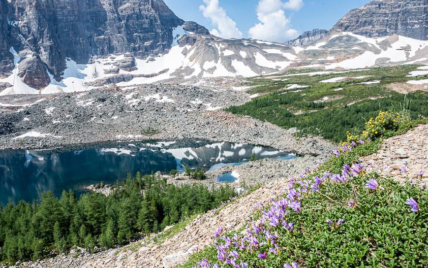 The wildflowers in mid-July along the trail are out of this world