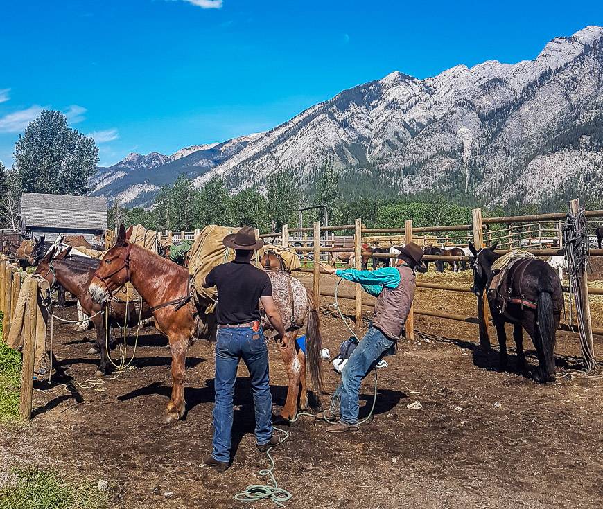 Some of the workers loading horses