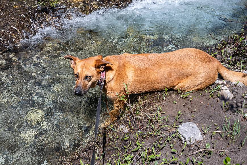 Our dog cooling off on in a freezing cold stream