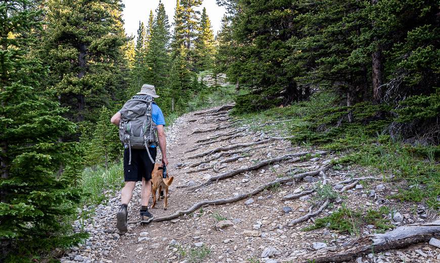 Start hiking at a steeper grade up a rooty trail