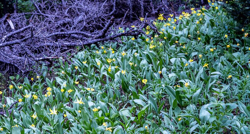 In late June enjoy masses of glacier lilies - with most just past their prime