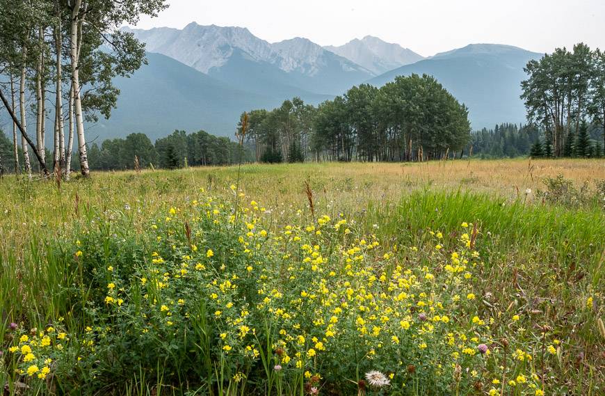 Pass pretty fields of wildflowers on the return to the car