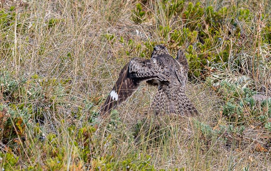 Birders will love the park - this common nighthawk flew right in front of my face 