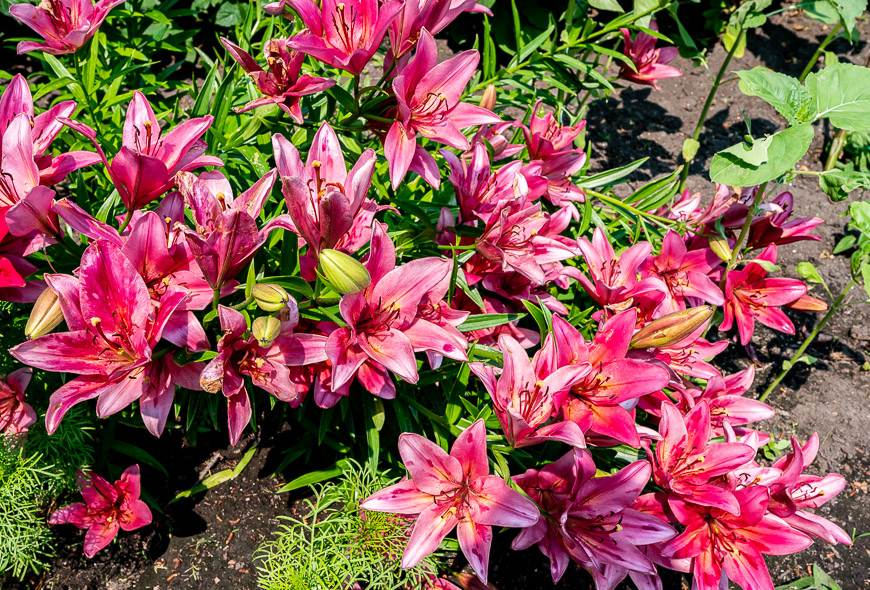 Lilies are the star at the arboretum in July