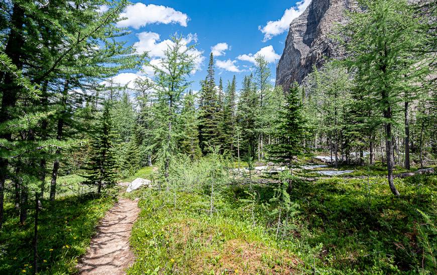 The Paradise Valley hike would be amazing in larch season