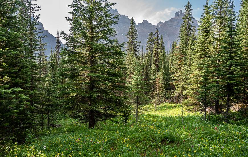 Looking towards Sentinel Pass from the campground