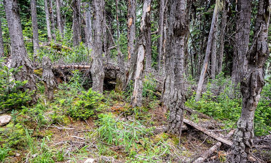 Pass these trees with odd trunks shortly after Lake Annette