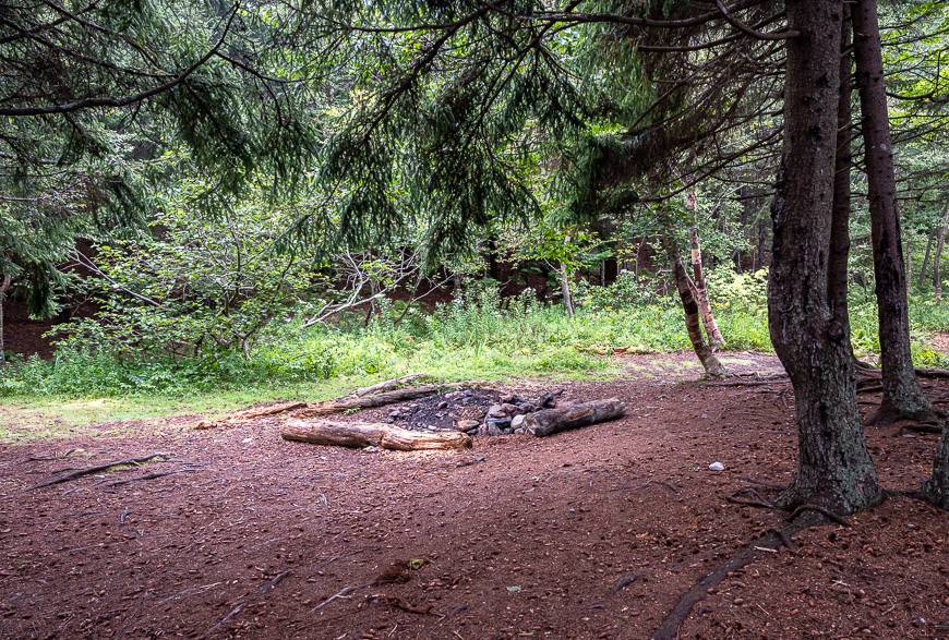 Heavily used campsite in the woods at Seely Beach Brook