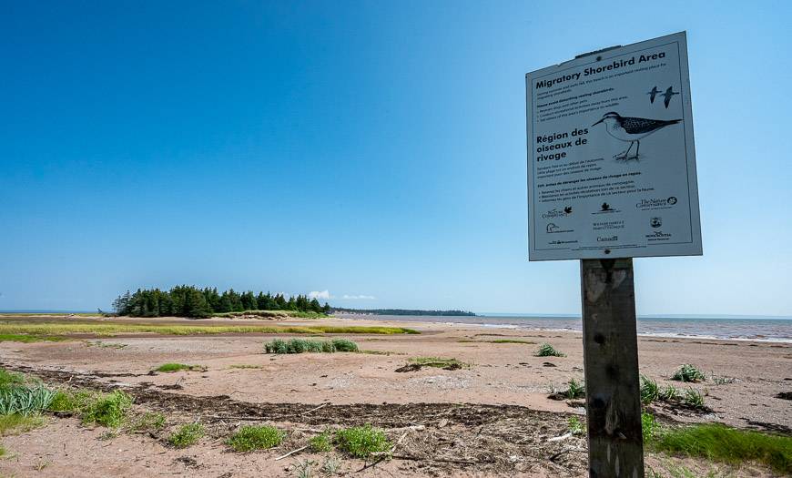 This beach in summer is an important place for migratory shorebirds to rest