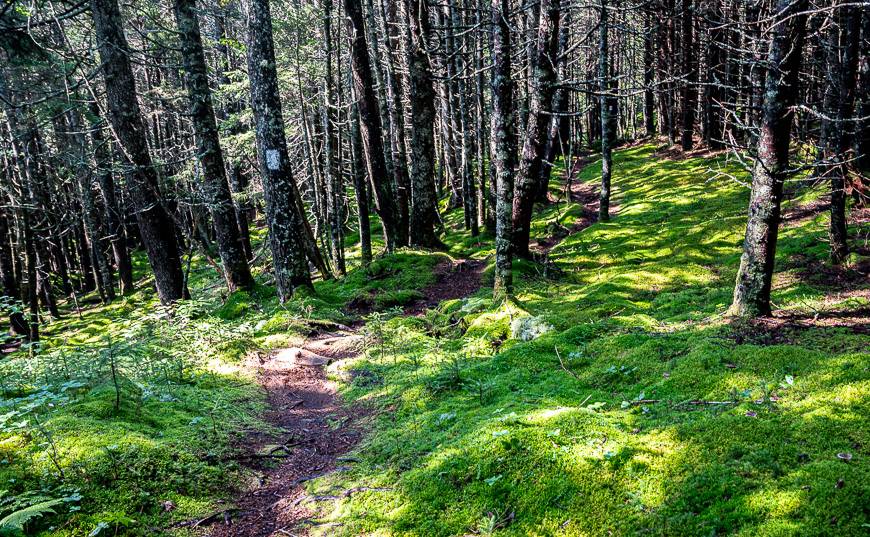 Lovely mossy sections on route to Rose Brook