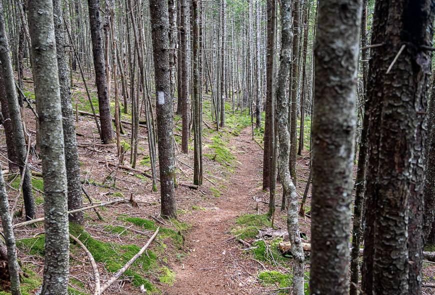 The trail is marked by white blazes once you're out of Fundy National Park