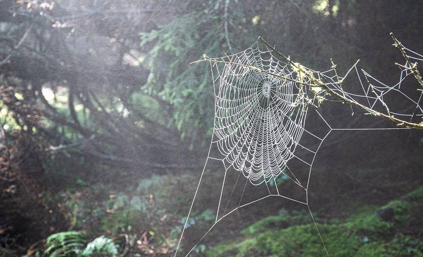 Spiderwebs by the dozens were all backlit