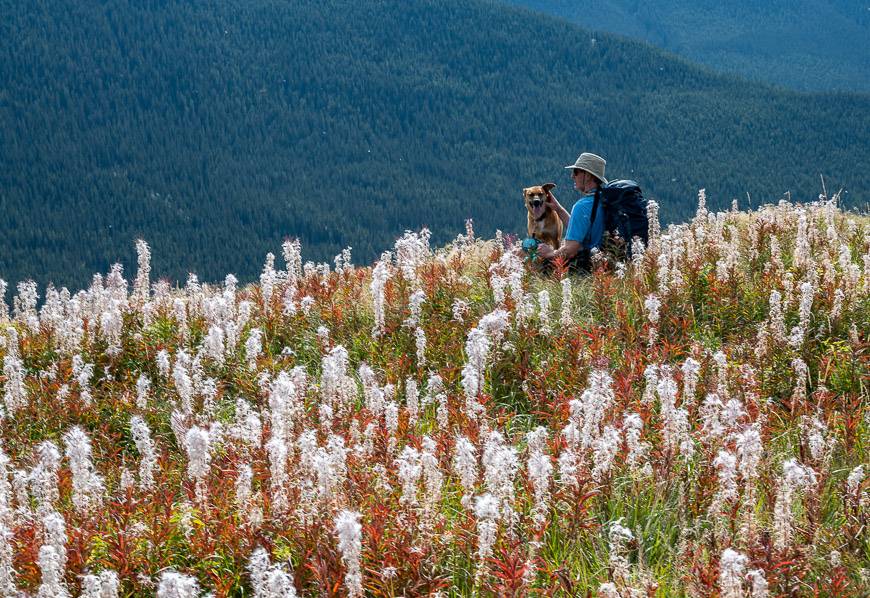 John and the dog beside a gorgeous patch of wildflowers