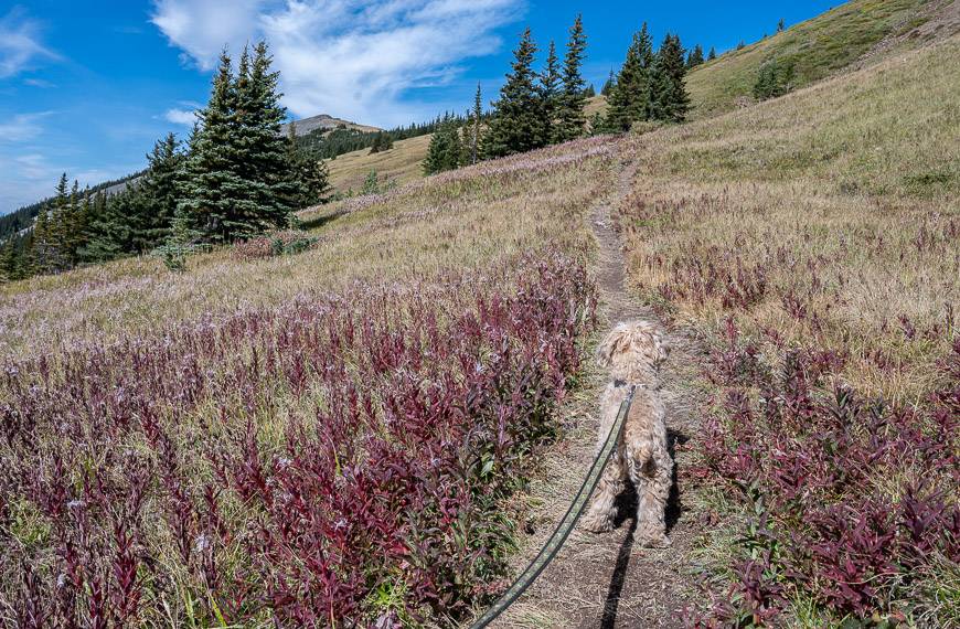 Our son's dog Buttercup with the summit in sight - though still some distance away