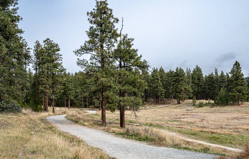 Beautiful hiking through ponderosa pine forest