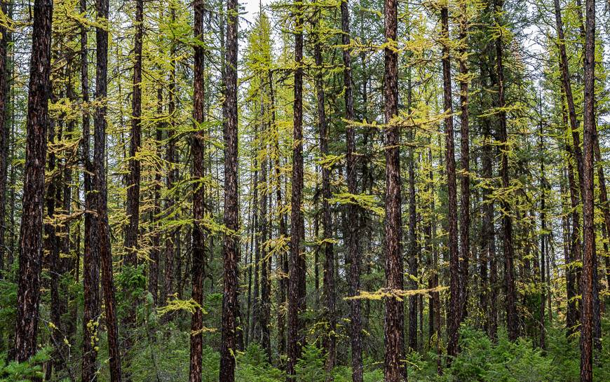 Larch forest near the Larch Trail