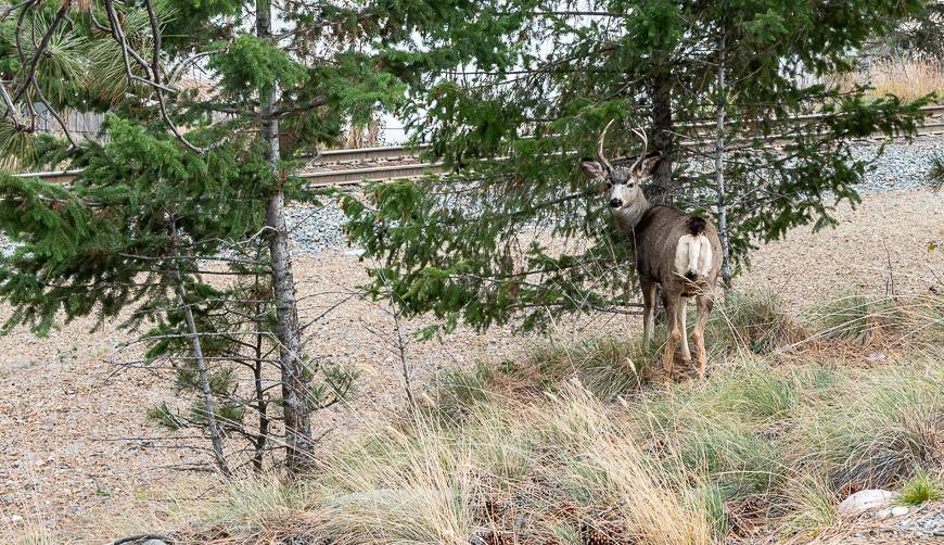 Deer seen just off the trail on the outskirts of Cranbrook