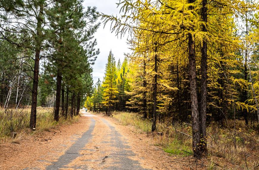 The bike ride between Cranbrook and Kimberley on the NorthStar Rails to Trails is especially pretty in the fall