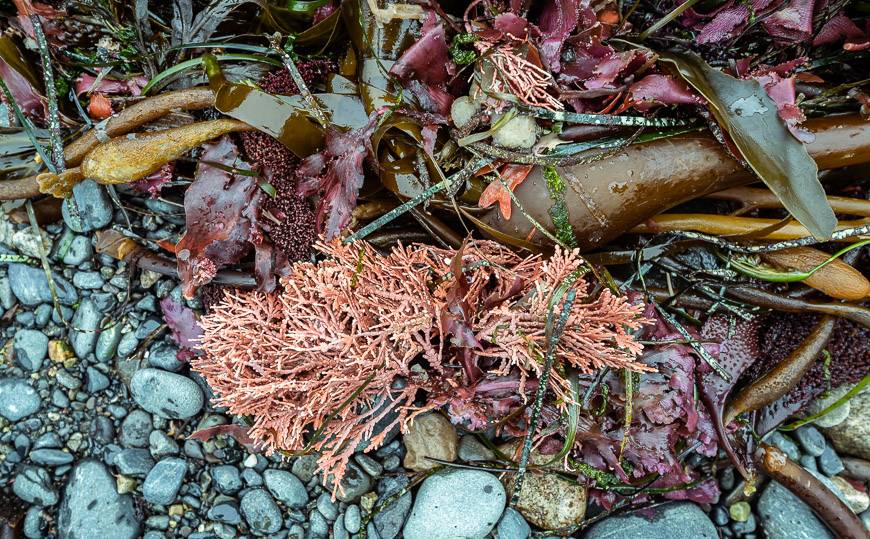 Multi-coloured kelp bits were home to something delicious at high tide as that's where we found the bears