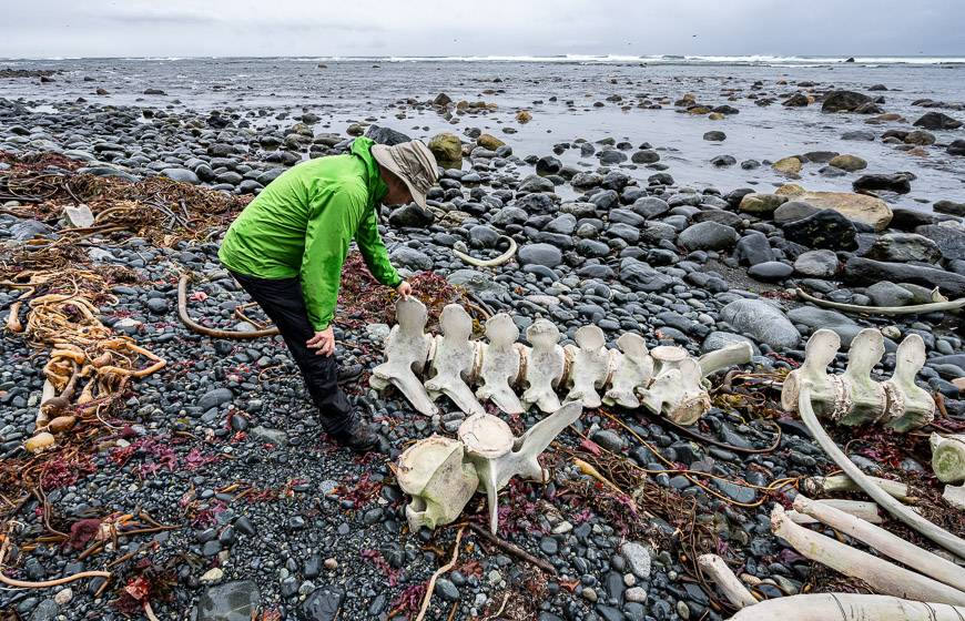 This is as close to a whale as we got - a whale skeleton washed up on the beach