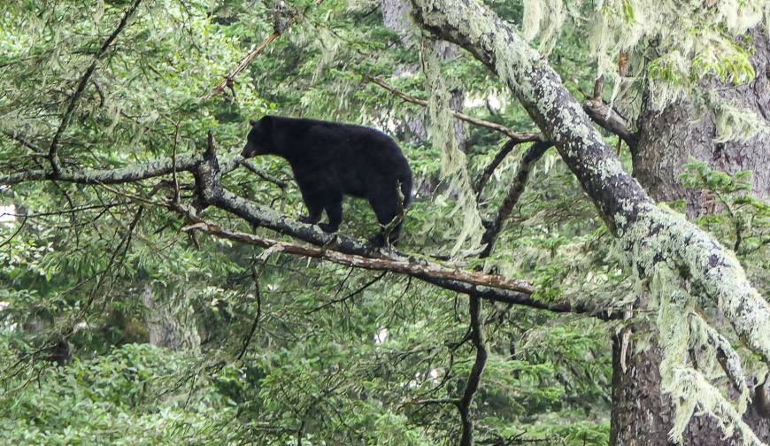 This black bear kept a close eye on us from 20 feet up a tree