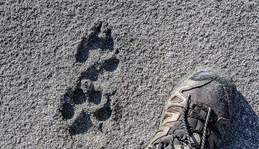 We saw wolf tracks galore