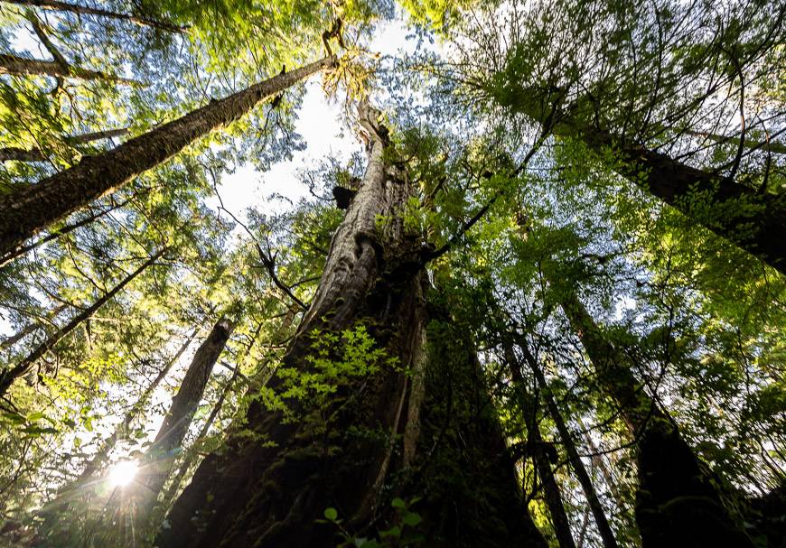 Enjoying the sight of massive trees on the first km of the Nootka Trail