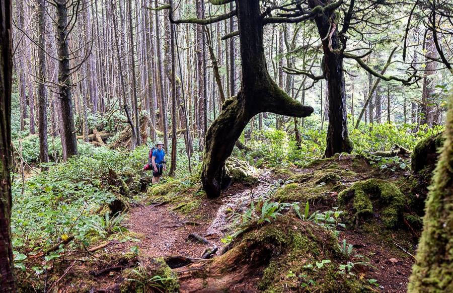 In the forest we passed massive trees along with spindly stick like trees