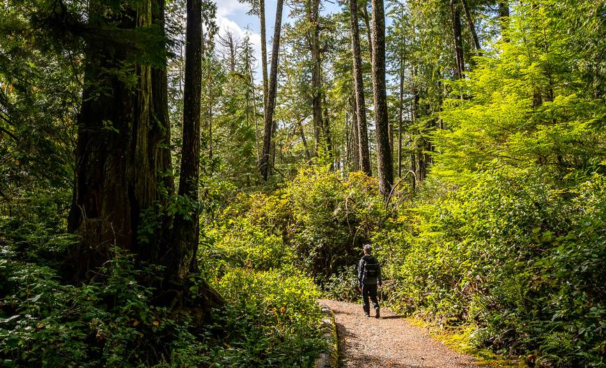 Beautiful easy walking on the Ancient Cedars Trail